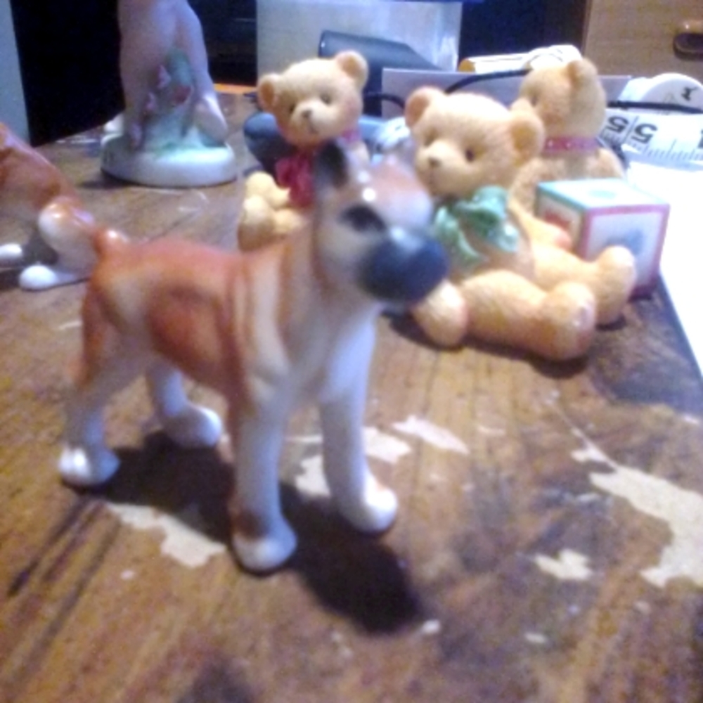 Boxer dog miniature (2)